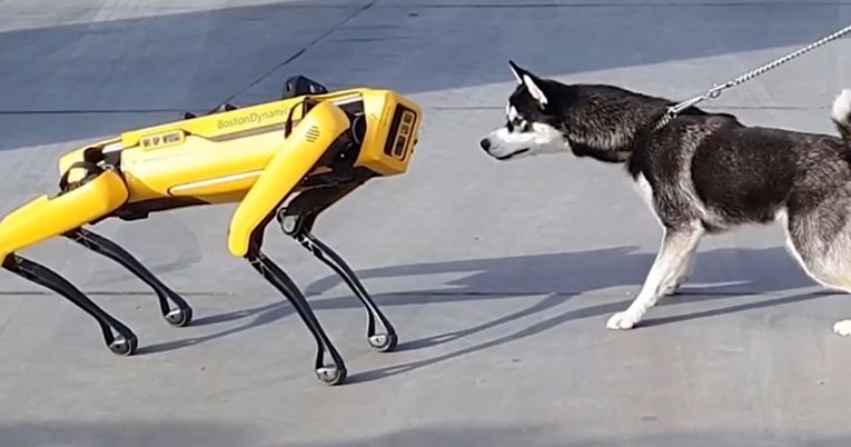 VIDEO Haski se susreo s robotskim psom, potpuno ga je zbunio