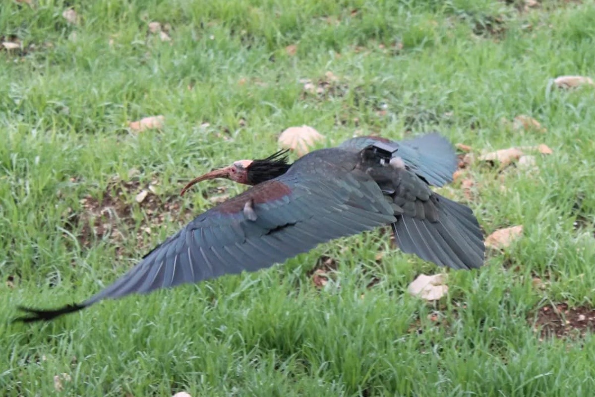 Jedinka ćelavog ibisa ponovno zabilježena na području Dubrovačko-neretvanske županije