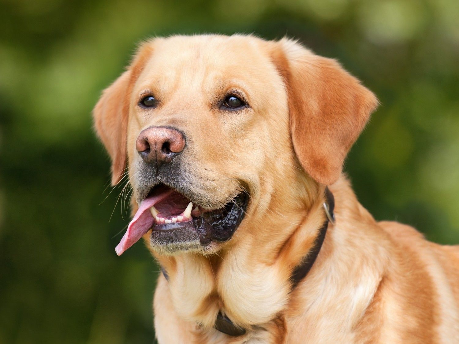 Loš zadah kod pasa: Ako miris postane intenzivniji, vrijeme je za posjet veterinaru