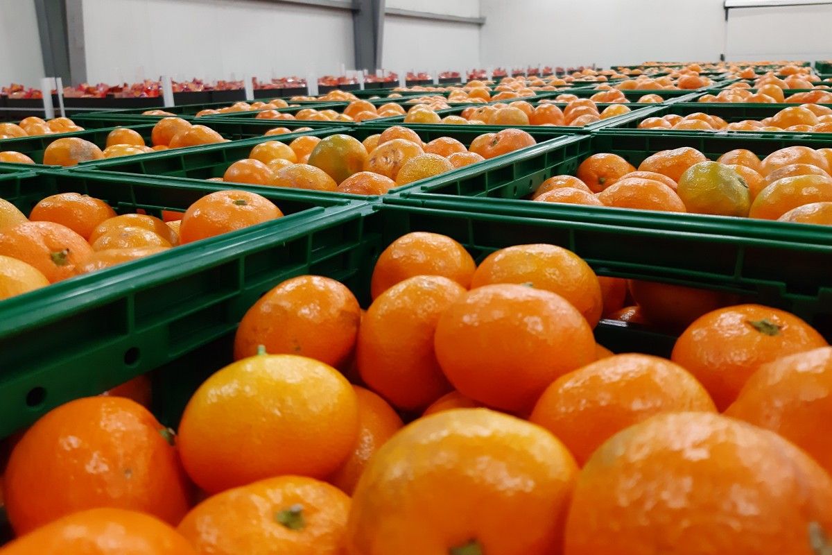 mandarine-donacija-vukovar-9.jpg
